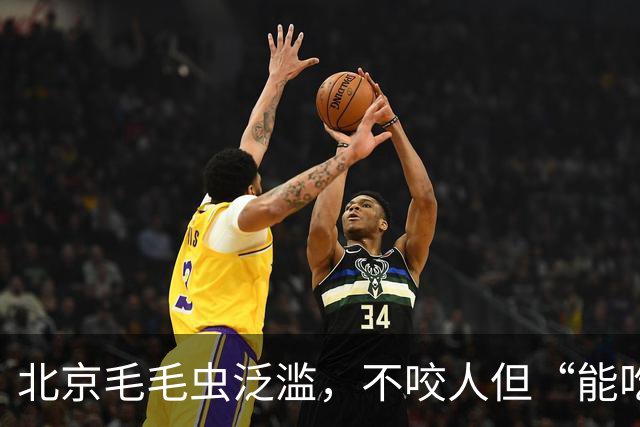 北京毛毛虫泛滥，不咬人但“能吃”全市已布下“天罗地网”围剿！